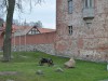 Burg Storkow / Castle Storkow