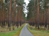 Radweg durch einen Tannenwald / Cycleway trough a pine forest