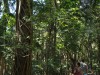 Small rain forest at Port Macquarie