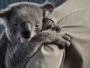 Koala - so cute
