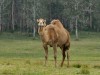 A camel, it\'s not a native animal of Australia.