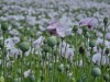 Opium field (it\'s for medical purpose)