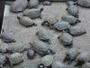 Schildkröten in einem Tempel