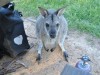 Wallaby for dinner