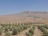 Panorama Wüste und Büsche