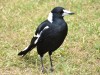 Magpie - This bird attacks cyclists