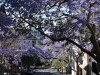 Jacaranda trees - They have a very intensely colour