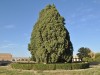 Sarv-e Abar-Kuh - Eine über 4000 Jahre alte Zypresse