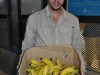 Meine Ausbeute beim Containern - Eine Kiste voller guter Bananen