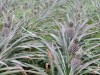 Pineapple field