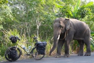 RadReisender trifft einen Elefanten