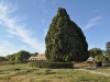 Sarv-e Abar-Kuh - Eine über 4000 Jahre alte Zypresse